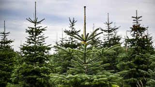 Weihnachtsbäume aus dem Stadtwald zum Selberschlagen