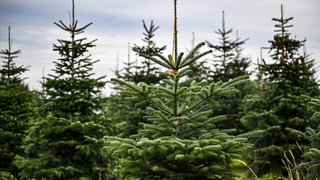Weihnachtsbäume selber schlagen - in Eltville beim Revierförster