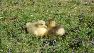 Freude im Frankfurter Zoo: Nachwuchs bei bedrohten Leinegänsen