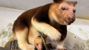 Jungtier im Frankfurter Zoo: Diese seltene Art zu sehen