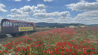 Touristenattraktion: Mohnblüte im Werra-Meißner-Kreis hat begonnen