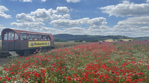 Touristenattraktion: Mohnblüte im Werra-Meißner-Kreis hat begonnen
