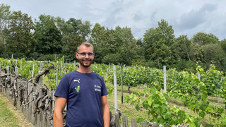 Weinberg Dörnbergblick in Ahnatal: Ab 2024 wird der Wein verkauft