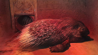 Stachelige Osterüberraschung: Nachwuchs im Heidelberger Zoo