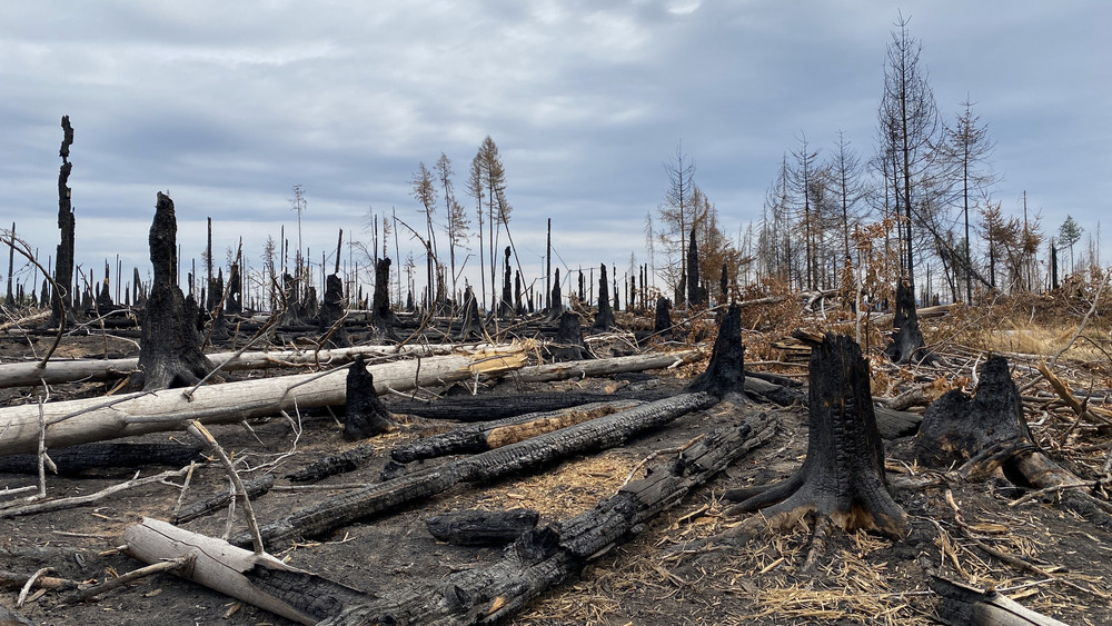 Zerstörter Wald durch einen Waldbrand im Lahn-Dill-Kreis