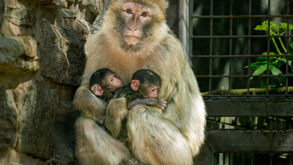Eine Affenmutter sitzt mit ihren beiden Jungen im Kronberger Opel-Zoo. Im Opel-Zoo hat es eine ungewöhnliche Geburt gegeben: Eine Berberaffen-Mutter brachte Zwillinge zur Welt – ein Novum für den Zoo.