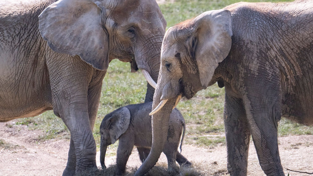 Das Elefantenbaby Kaja