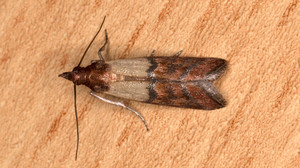 Lebensmittelmotten bekämpfen: Die besten Hausmittel