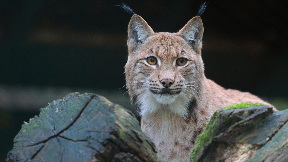 Luchs 