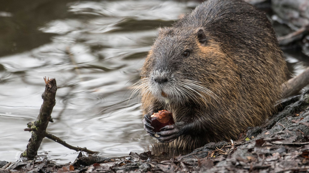 Nutria auf Futtersuche