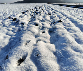 Hessens Landwirte trotzen Frost und Schnee erfolgreich