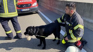Stadt Kassel warnt: Tiere bei Hitze nicht im Auto lassen