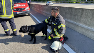 Nach Unfall auf A7 bei Knüllwald: Einsatzkräfte retten Hund "Malou"