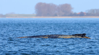 «Es geht ihm schlecht» - Lage des Buckelwals unverändert