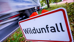 Zeitumstellung erhöht Risiko für Wildunfälle morgens