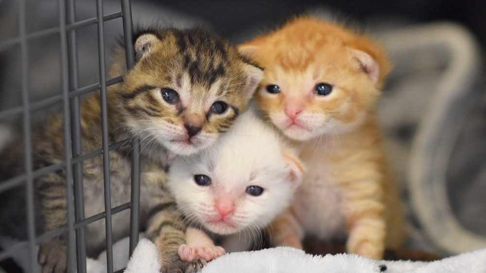 An der A66 bei Frankfurt Höchst sind drei Katzenbabys ausgesetzt worden (Symbolbild).