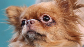 Hundediebstahl in Kassel: Zwergspitz wieder aufgetaucht