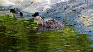 Otterkinder im Wildtierpark Edersee heißen Dori und Nemo