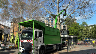 Vergiftete Bäume in Frankfurt: Platanen auf Merianplatz werden gefällt