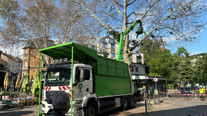 Vergiftete Bäume in Frankfurt: Platanen auf Merianplatz werden gefällt