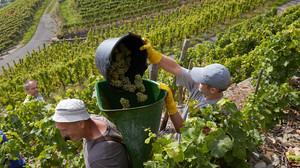 Die Rieslinglese hat im Rheingau begonnen