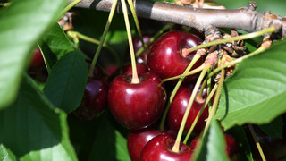 Leckere Früchtchen: Fakten zu Kirschen