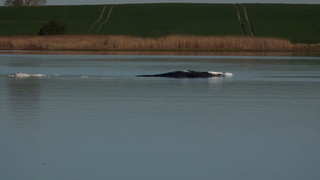 Wal ist transportfähig: Entscheidende Phase der Walrettung startet