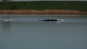 Wal ist transportfähig: Entscheidende Phase der Walrettung startet