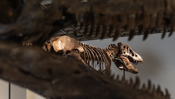 T-Rex-Skelett für Rekordsumme versteigert
