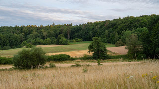 Waldbrandgefahr in Bayern: höchste Stufe an hessischer Grenze