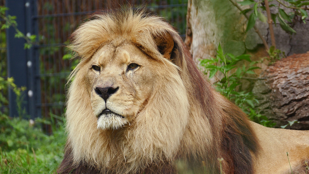 Berberlöwe Chalid genießt die Sonne