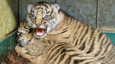 Heidelberg: Süßer Tigernachwuchs öffnet Augen - Fotos