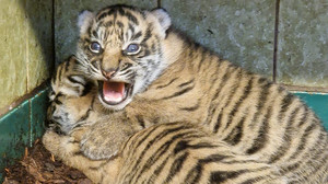 Heidelberg: Süßer Tigernachwuchs öffnet Augen - Fotos