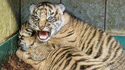 Heidelberg: Süßer Tigernachwuchs öffnet Augen - Fotos