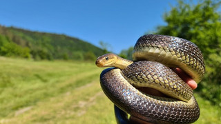 180 cm lang - Äskulap-Nattern bei Ortenberg und Stockheim gesehen