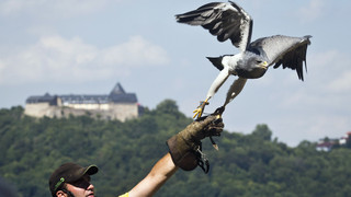 Update: Blaubussard Pedro vom Wildtierpark Edersee wieder da