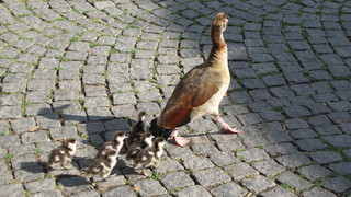 Eschwege: Gänsefamilie schläft in Sparkassen-Filiale