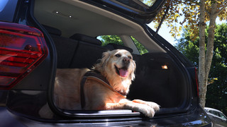 Hitzefalle Auto für Haustiere - Polizei musste in Kassel eingreifen