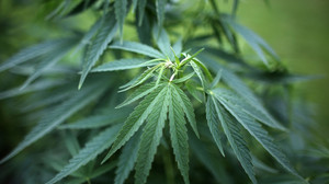 Hunderte Cannabis-Pflanzen in Babenhausen-Langstadt sichergestellt