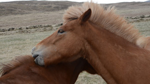 Tierischer Spaziergang: Wandern mit Islandpferden