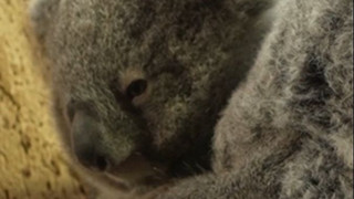 Name mit Bedeutung: Leipziger Koala-Baby hat einen Namen
