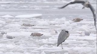 Hiddensee auf Eis: Fähre außer Dienst