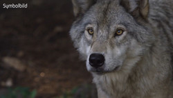Erster Wolfsangriff seit Rückkehr: Frau in Hamburg gebissen