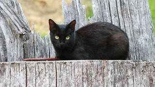 Katzen und Unfälle am Freitag dern13.: Stimmen die Mythen?