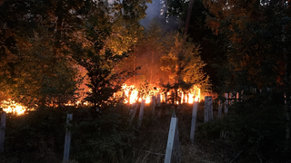 Waldbrand in Cölbe: Glutnester gelöscht - Feuerwehr zieht ab