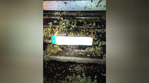 Fünf LKW fahren über umgestürzten Baum auf A7 bei Kalbach
