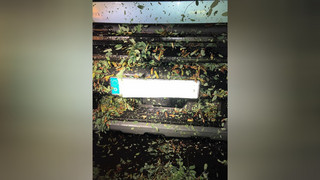 Fünf LKW fahren über umgestürzten Baum auf A7 bei Kalbach