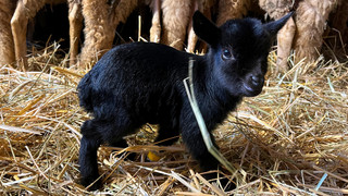 Neue Jungtiere im Opel-Zoo Kronberg: Bild von Afrikanischer Zwergziege