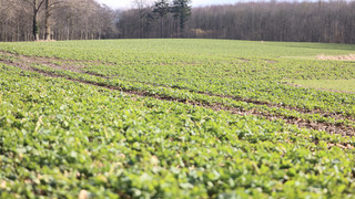 Wintergetreide-Anbau in Deutschland wächst um 5,6 Prozent