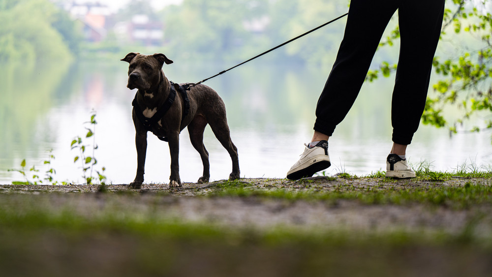 Der Hund soll dem Passanten in der Holunderstraß in den Arm gebissen haben.